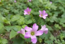 北海市花公园5
