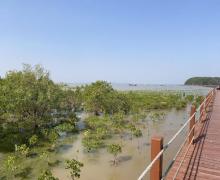 海陵岛红树林国家湿地公园18