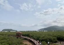海陵岛红树林国家湿地公园15