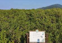 海陵岛红树林国家湿地公园29