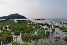 海陵岛红树林国家湿地公园13