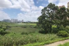 防城港湿地公园2