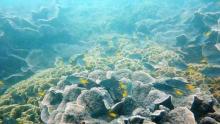 石螺口海滩潜水体验3