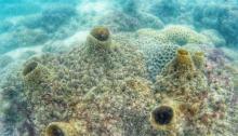 石螺口海滩潜水体验4