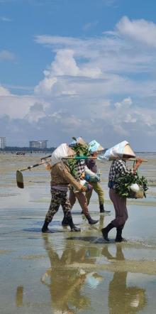 红树林天天赶海12