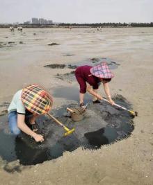 红树林天天赶海4