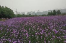 香韵佳香草文化园5