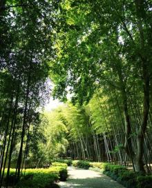 鹅池6