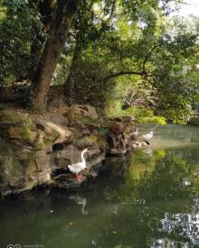鹅池3