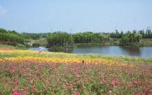 杭州湾海上花田28