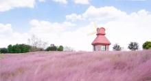 杭州湾海上花田3