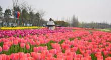 杭州湾海上花田6