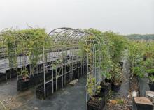 长安花卉科技示范园区3