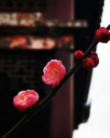 西山28