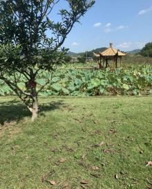 鲁家村5