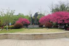 紫荆花公园1