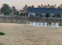 华腾猪舍里1