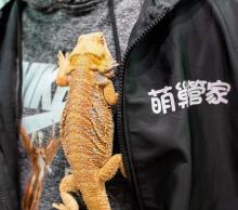 萌巢动物乐园17