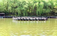 柯岩景区乌篷船观光1