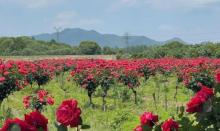 新沙岛玫瑰园露营地1