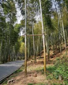 龙坞镇西山森林公园10