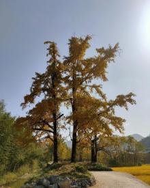 杨家村银杏公园7