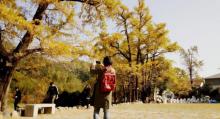 杨家村银杏公园1