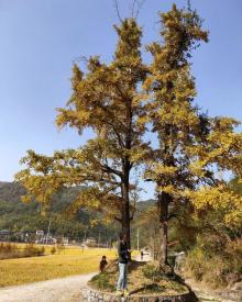 杨家村银杏公园4