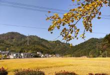 杨家村银杏公园6