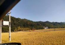 杨家村银杏公园5