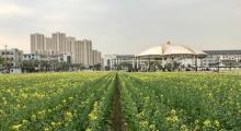 现在新农村.和丽陈家园文化广场4