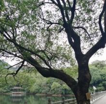 虎山公园3