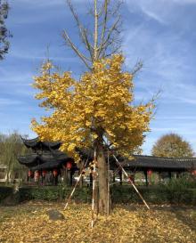 杨家村5