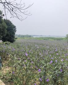 下渚湖熊猫园17