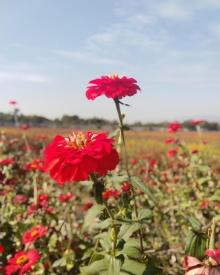 荻浦花海6