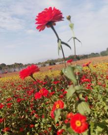 荻浦花海7