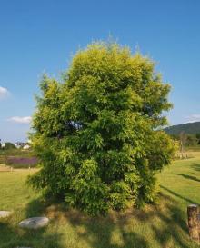 荻浦花海22