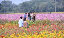 荻浦花海17