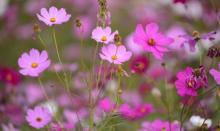 荻浦花海16