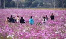 荻浦花海15