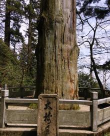 大树王景区12