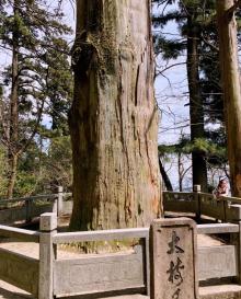 大树王景区9