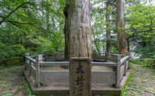 大树王景区4