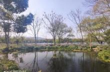 杭州湿地植物园11