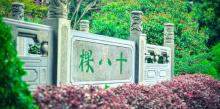 龙井问茶6