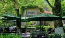 龙井问茶8