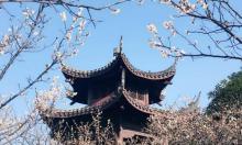超山赏梅1