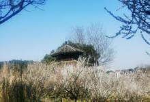 超山赏梅10
