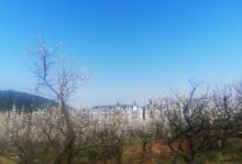 超山赏梅8