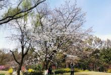 木兰山茶园11